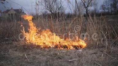 自然灾害，火灾摧毁沼泽河岸的甘蔗草和灌木